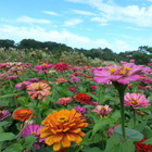 桃園大溪自行車道
