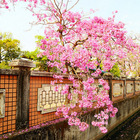 嘉義啟智學校圍牆旁的洋風鈴木