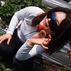 馬那邦山草莓農場