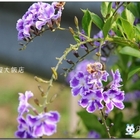 西湖渡假大飯店