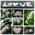 三芝大坑賞桐步道