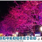 2015烏來瀑布浪漫櫻光夜