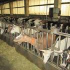 久大生態休閒教育乳羊場