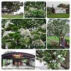 百年土地公流蘇花