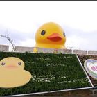 地景藝術節 黃色小鴨桃園新屋登場