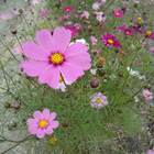 金稜風車花海節