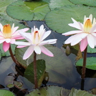 日月潭晶圓休閒渡假村