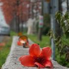 西螺木棉花大道