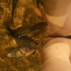 溫泉魚主題文化館