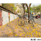 南寧街黃風鈴木