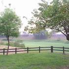 黃花風鈴木花海