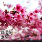 吳家宗祠賞櫻花