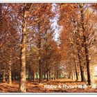 台中后里 落羽松林