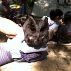 咕咕嚕博士貓頭鷹之家