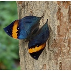 木生昆蟲博物館