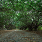 長勝營區綠色隧道