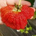 內湖草莓園 taipei strawberry farm