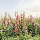 員林南區公園(蜀葵花)