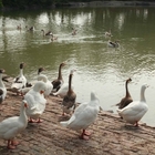 白鵝生態教育農場