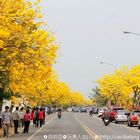 彰化芬園鄉風鈴木