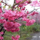 宜蘭縣大同鄉賞櫻