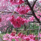 宜蘭賞櫻私房路線