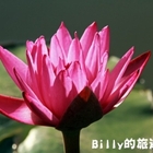 苓蘭荷花池親水公園