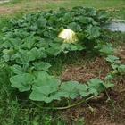 田媽媽牛奶的故鄉