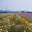大寮  紅豆文化行暨賞花行