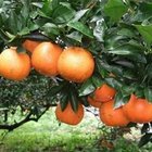 背影橘舍觀光果園