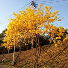 黃花風鈴木(Golden Trumpet-tree)