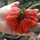 莓樂地金榜農園