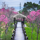 樹林大同山櫻花林