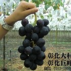 萄花園大村葡萄園
