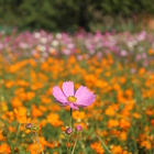三峽私房小雛菊田