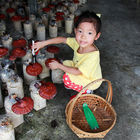 竹林松杉靈芝農場