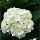 陽明山竹仔湖-高家繡球花田