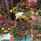 公司的屋頂花園