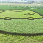 蛋黃哥彩繪稻田