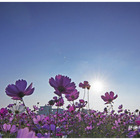 南新社區花海節