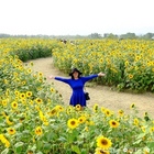 杉林向日葵花海迷宮