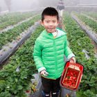 【苗栗景點】秀麗農莊。雲深不知處的採草莓秘境