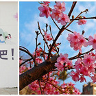 2017新竹公園櫻花季～春賞樂櫻