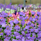 雲林農改場風鈴花