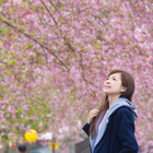 【桃園♥】拉拉山恩愛農場櫻花季，浪漫粉嫩千島櫻。（3/19拍攝）。