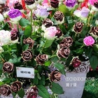 2017士林官邸玫瑰展