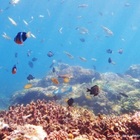 七美珊瑚海浮潛