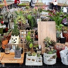 荳荳。多肉植物與小雜貨