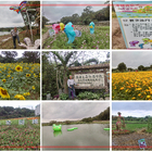 桃園花彩節~平鎮場