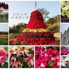 三民山城紅花燈火節